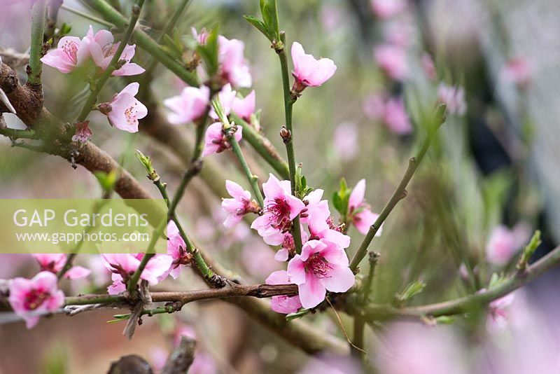 Prunus persica 'Nectarella' - Nectarine tree in blossom - spring 