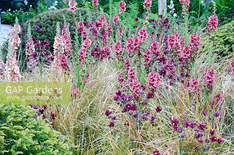 Verbascum 'Petra' with Aquilegia 'Ruby Port', Verbascum 'Helen Johnson', clipped Taxus baccata and Anemanthele lessoniana - Khora Spaces Exhibit at RHS Chelsea Flower Show 2014