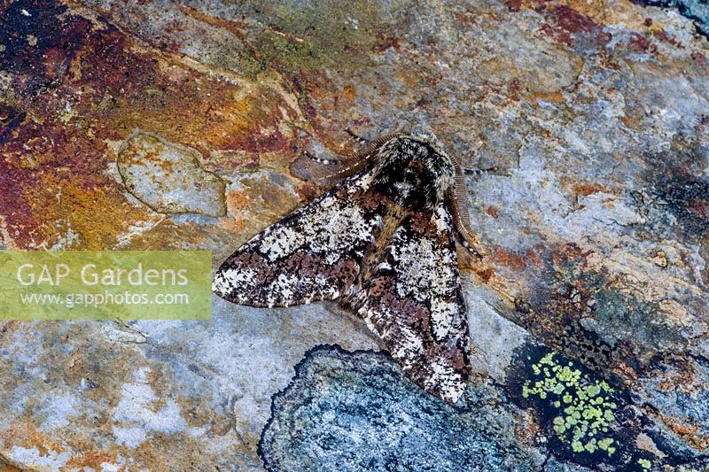 Oak Beauty moth, Biston strataria