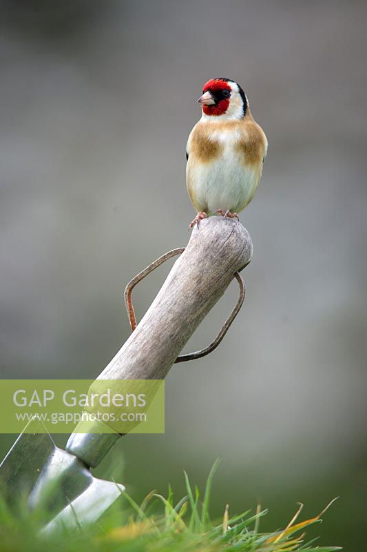 Carduelis carduelis  - Goldfinch,  on garden trowel.