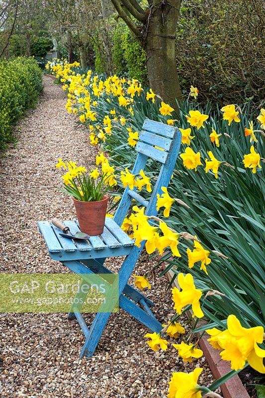Blue chair with potted Narcissus 'Tete a Tete'