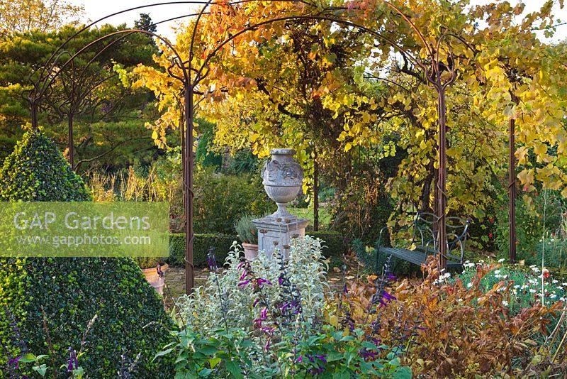 Topiary pyramid, metal pergola with urn on plinth and vine in autumn colour 
