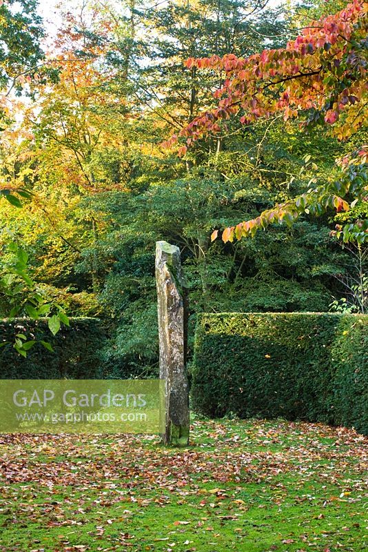 Autumnal view of the millenium stone, a granite menhir brought in 1999 from snowdonia, surrounded by the persian ironwood tree - parrotia persica and yew hedges. Saling Hall, Essex