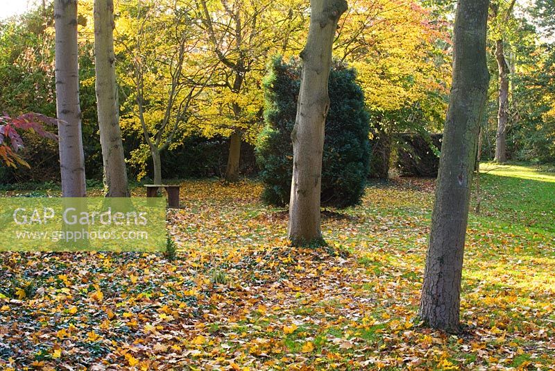 The woodland in autumn with wooden seat/ bench. Saling Hall, Essex