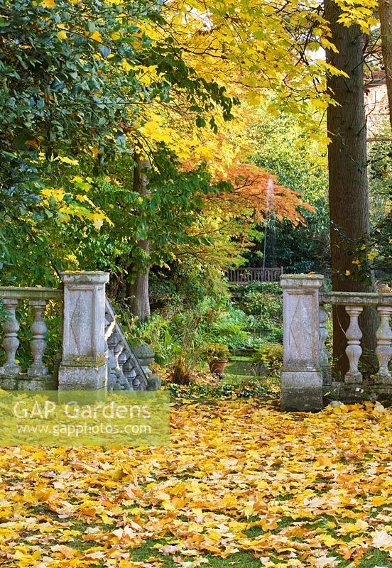 Stone steps and balustrade surrounded by leaves of Acer cappadoccium (caucasian maple) in autumn. Saling Hall, Essex