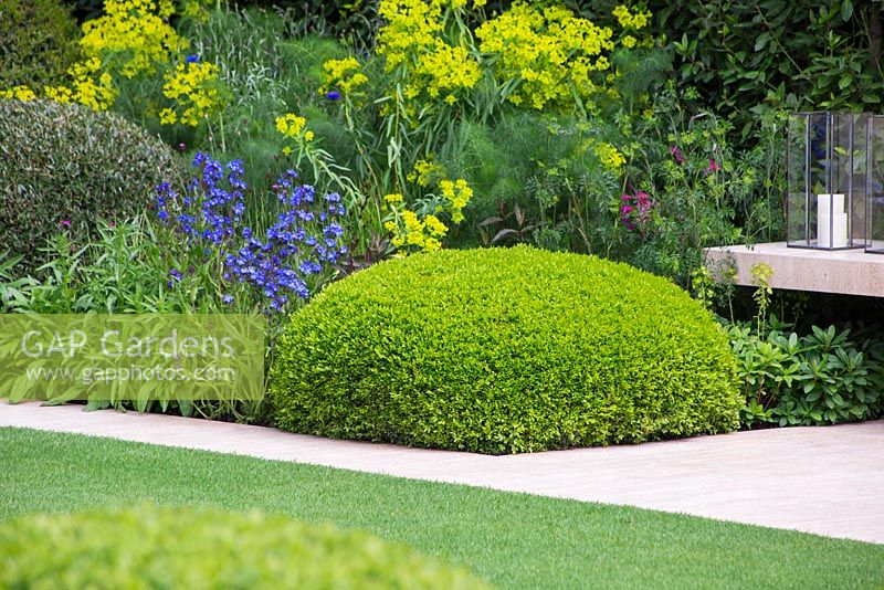 The Telegraph Garden, RHS Chelsea Flower Show 2014, gold medal winner. Dome of Buxus sempervirens planted beside seating area and path with Anchusa azurea 'Loddon Royalist' and Euphorbia spp.