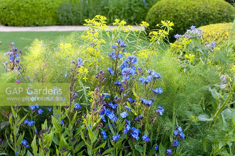 The Telegraph Garden, RHS Chelsea Flower Show 2014, gold medal winner. Combination of  Anchusa azurea 'Loddon Royalist' with Euphorbia ssp.