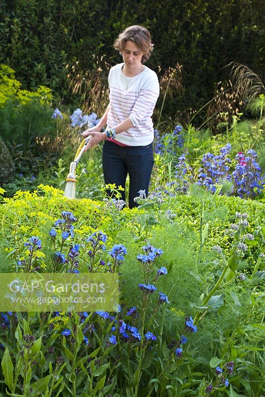 The Telegraph Garden, RHS Chelsea Flower Show 2014, gold medal winner. The Build up, Woman watering garden before judging