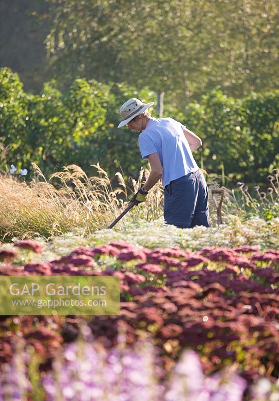 Gardener in the trial beds at dawn Waterperry Gardens, Oxfordshire