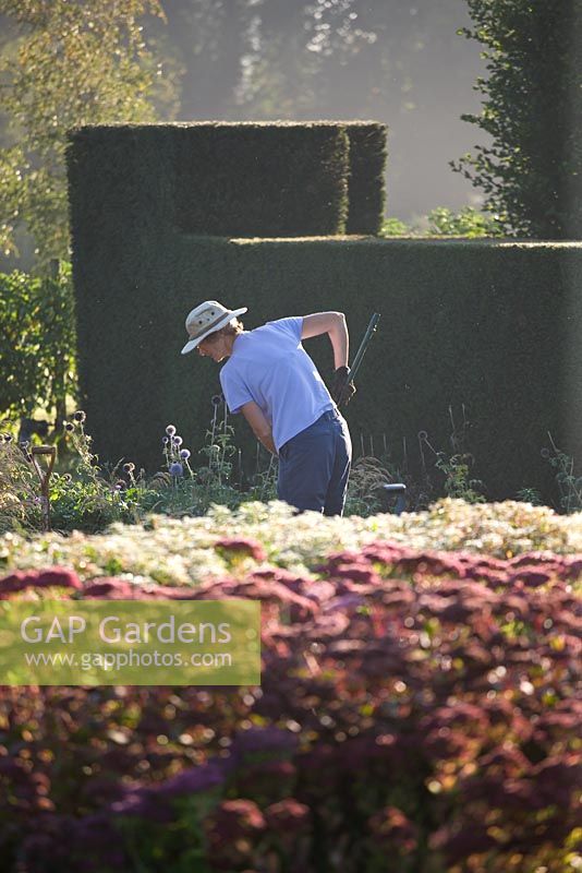 Gardener in the trial beds at dawn. Waterperry Gardens, Oxfordshire