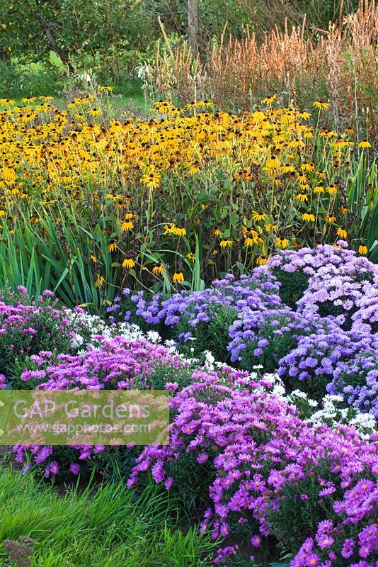 Asters and rudbeckias in the trial beds - evening light. Waterperry Gardens, Oxfordshire