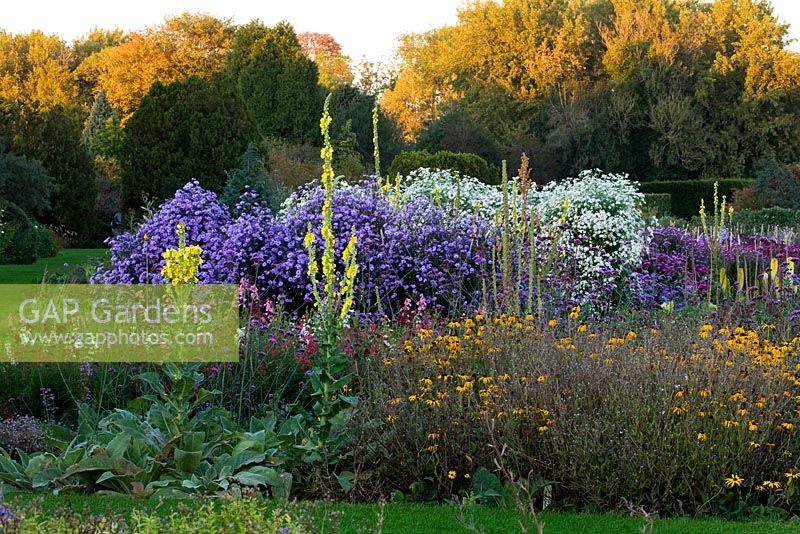 Asters, rudbeckias and verbascums in the trial beds in autumn - evening light. Waterperry Gardens, Oxfordshire