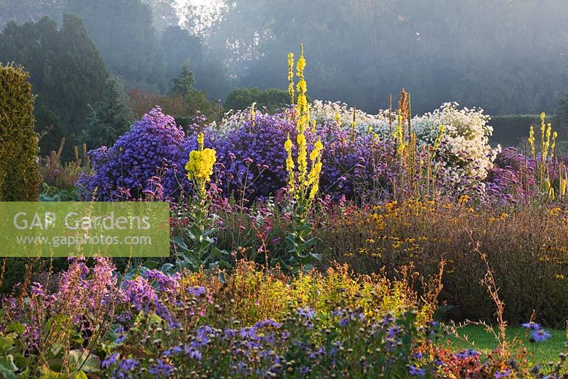 The trial beds at dawn with yellow verbascums and asters. Waterperry Gardens, Oxfordshire