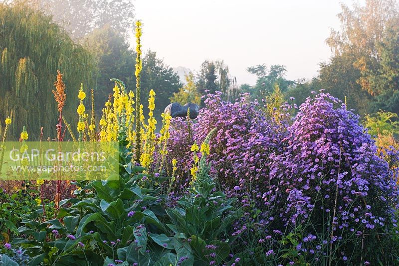 The trial beds at dawn with yellow verbascums and asters. Waterperry Gardens, Oxfordshire