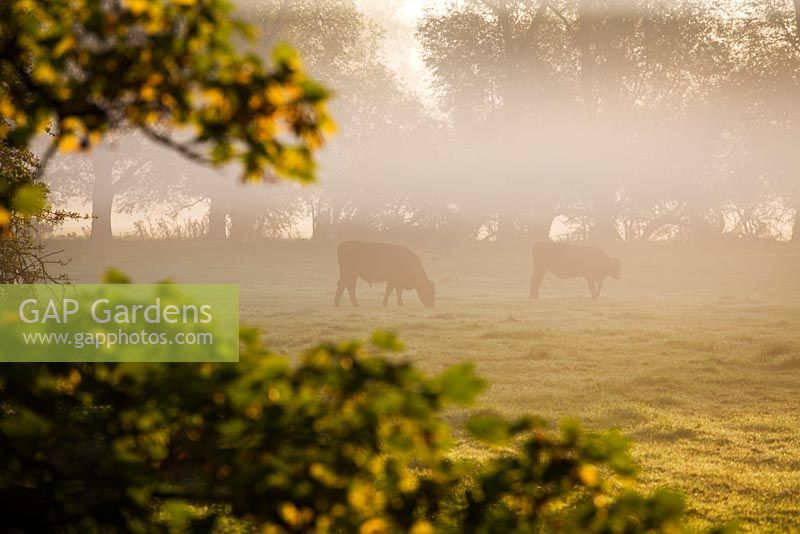 View in autumn across river thame to cattle, at dawn. Waterperry Gardens, Oxfordshire