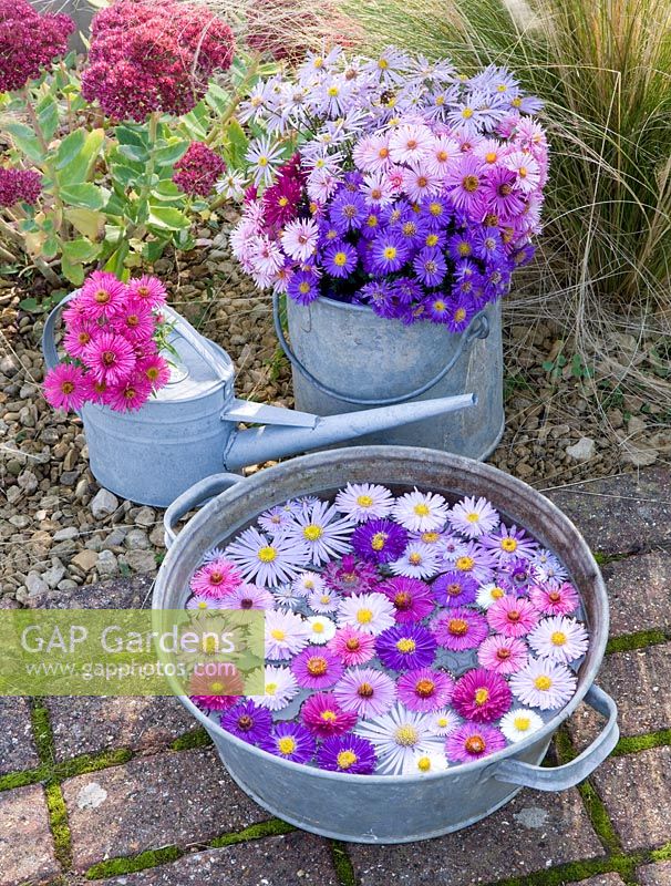 Asters in autumn beside stipa tenuissima and sedums  in bucket, watering can and floating in metal bowl. Waterperry Gardens, Oxfordshire. Styling by Jacky Hobbs