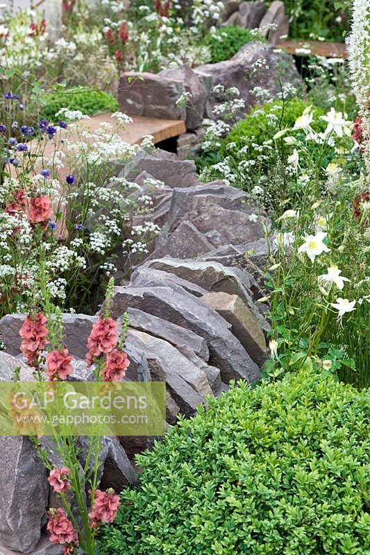 Naturalistic wild planting of Verbascum, cow parlsey and aquilegia with snaking drystone wall, Vital Earth The Night Sky Garden 