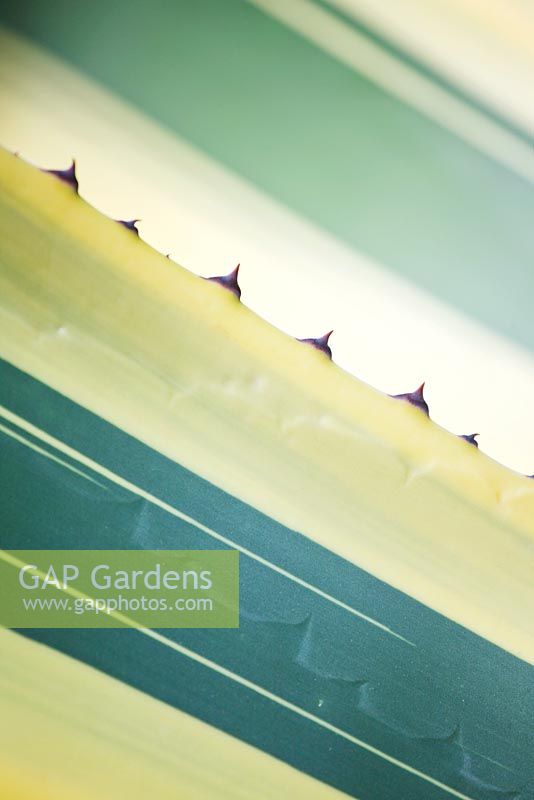 Close up of the spikes of Agave americana aureomarginata