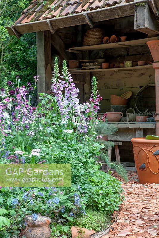 Mixed planting with Digitalis purpurea, Corydalis and Aqualegia 'Black Barlow', with abondoned Potter's Shed and pathway made of potsherds. Dial A Flight, RHS Chelsea Flower Show 2014. 