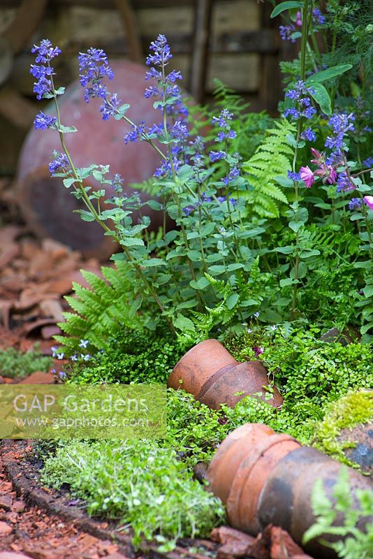 Broken terracotta pot path with border planting of Nepeta x faassenii 'Blue Wonder', Dryopteris and Thyme. The DialAFlight Potter's Garden. RHS Chelsea Flower Show 2014.