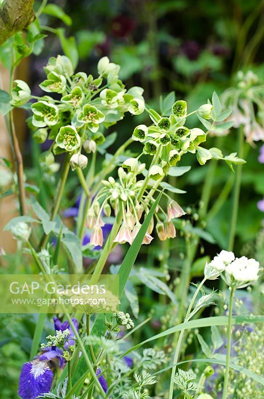 Nectaroscordum siculum with Mathiasella bupleuroides 'Green Dream'. The DialAFlight Potter's Garden. RHS Chelsea Flower Show 2014. 
 