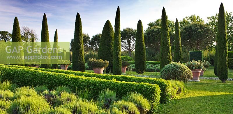 Clipped cypresses - cupressus sempervirens, viburnum tinus, lavenders, rosemary and box. Les Confines, Provence, France