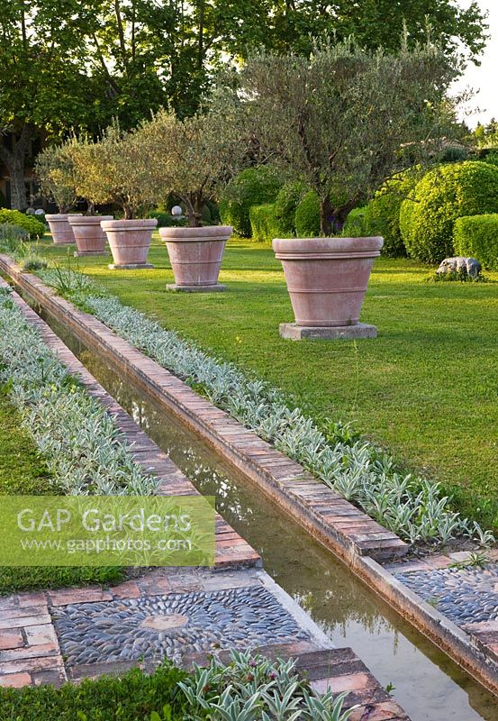 Rill surrounded by Stachys lanata and terracotta containers planted with olive trees. Les Confines, Provence, France