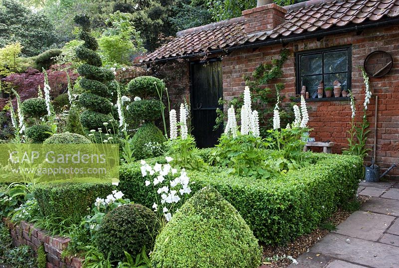Buxus sempervirens common box- Lupinus Noble Maiden - Band of noble series and climbing rose Rosa 'Adelaide d'Orleans' The Topiarist's Garden 