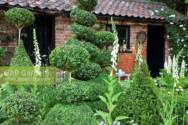 Clipped topiary shapes of Buxus sempervirens and Taxus baccata with white flowered plants including Digitalis purpurea f. albiflora, Allium stipitatum 'White Giant', Allium stipitatum 'Mount Everest', Lupinus 'Noble Maiden' and Rosa 'Adelaide d'Orleans' in The Topiarist Garden at West Green House