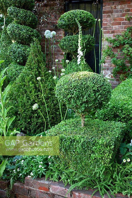 Clipped topiary shapes of Buxus sempervirens and Taxus baccata in The Topiarist Garden at West Green House