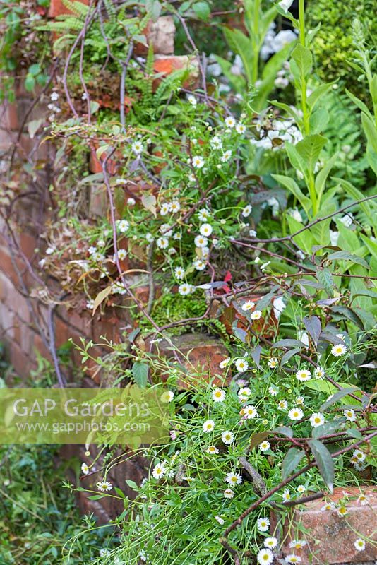 Brick wall planted with Bellis perennis and Ferns. The Topiarist's Garden