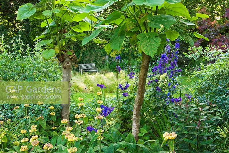 Bench beside lawn in the circle garden seen through phlomis and paulonia tomentosa 