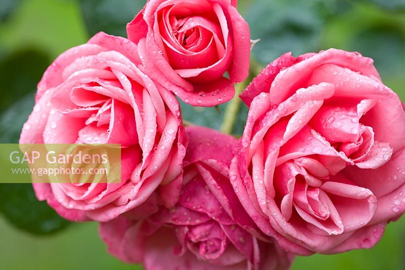 Rosa 'Pink Perpetue'