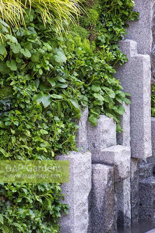 Vertical planting of Hedera helix 'Wonder', Soleirolia soleirolii, Acorus gramineus 'Ogon', Hosta 'Halcyon', Pachysandra terminalis, Polystichum aculeatum and Geum rivale with crafted stone feature. The Mind's Eye garden for the RNIB, gold medal winner. RHS Chelsea Flower Show 2014. 