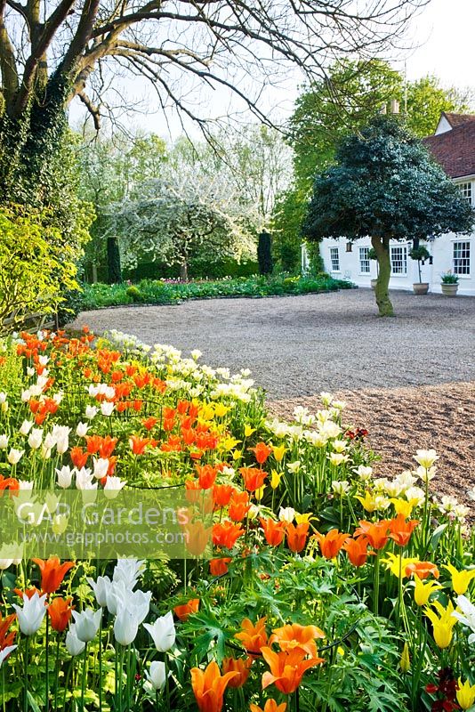 Border beside road with Tulipa 'Ballerina', and Tulipa 'Westpoint' - gravel drive with white house