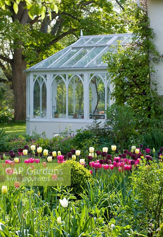 White conservatory beside the house with border full of tulips in the foreground