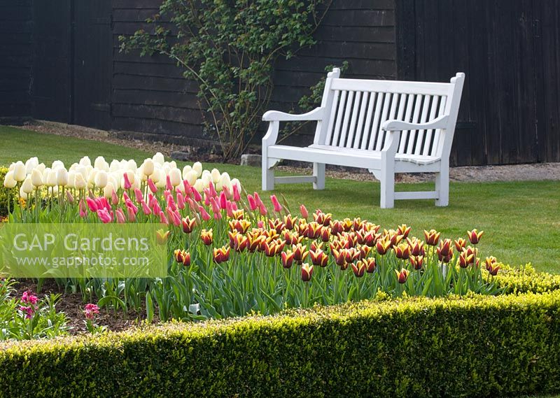 The cutting garden with tulips gavota, mariette and ivory floredale in box hedge and white bench behind