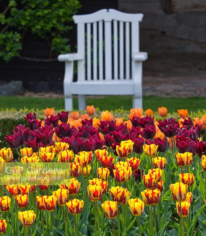 Tulipa helmar in the cutting garden with white bench behind