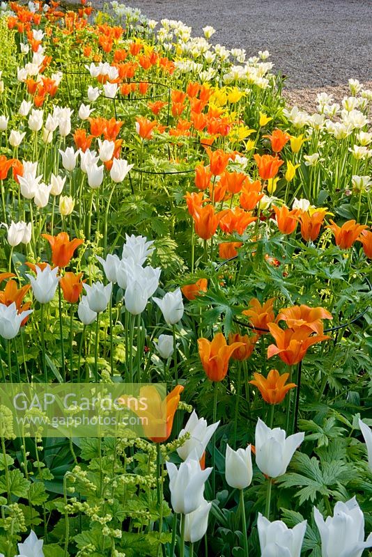 Border beside road with Tulipa 'Ballerina' and 'Westpoint'
