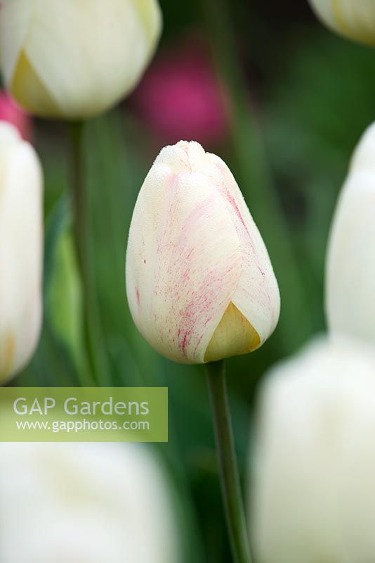 Tulipa 'Ivory Floredale'