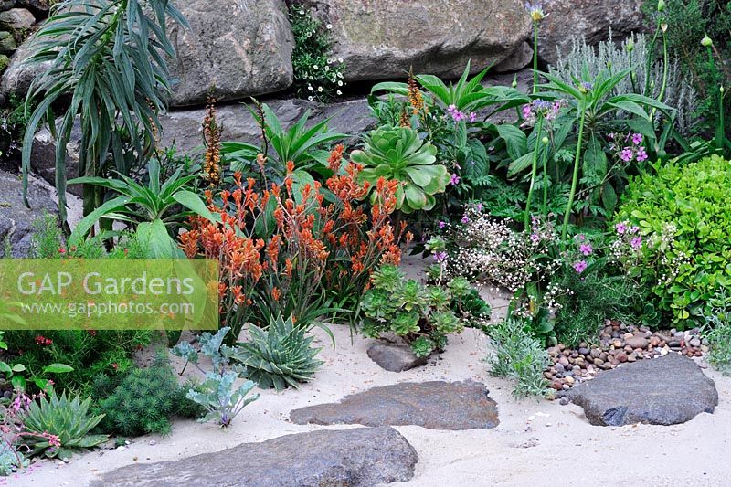 From The Moors to the Sea Garden. Exotic planting and  succulents in coastal garden with large rocks 