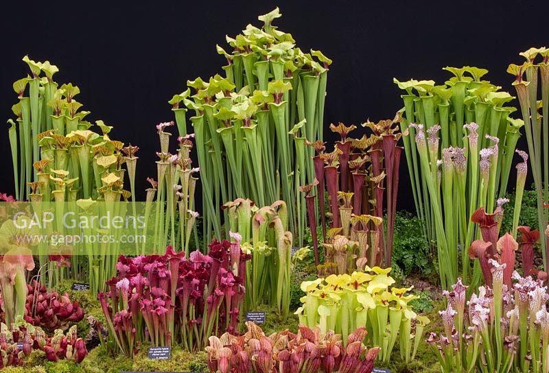 Sarracena display - Chelsea RHS flower show 2014 Carniverous plants - Matthew Soper of Hampshire Carniverous plants, gold medal winner 