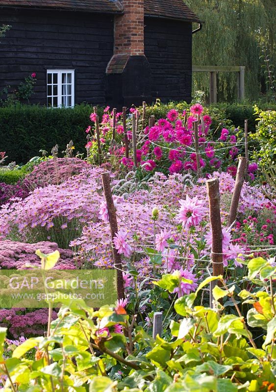 Autumn border in pink with Dahlia 'Princess Park', Aster 'Jenny', Chrysanthemum 'Clara Curtis', Sedum 'Autumn Joy', Veronicastrum 'Pink Glow' 