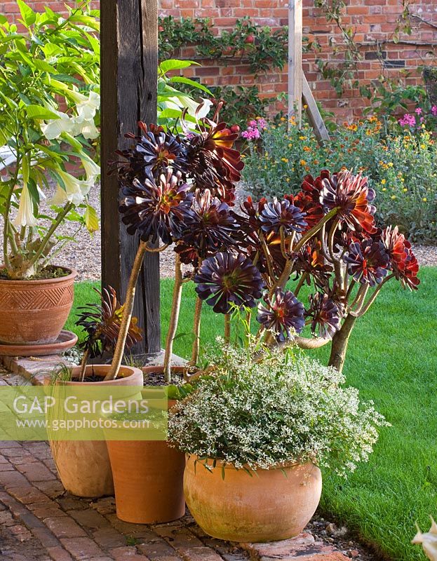 Containers with aeoniums in the covered wooden loggia 