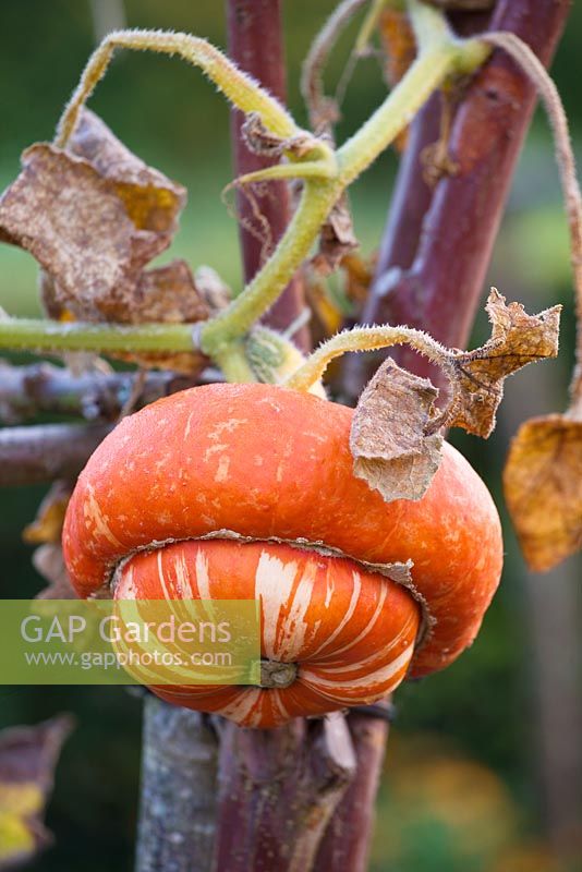 Pumpkin 'Turks Turban' in the vegetable garden 