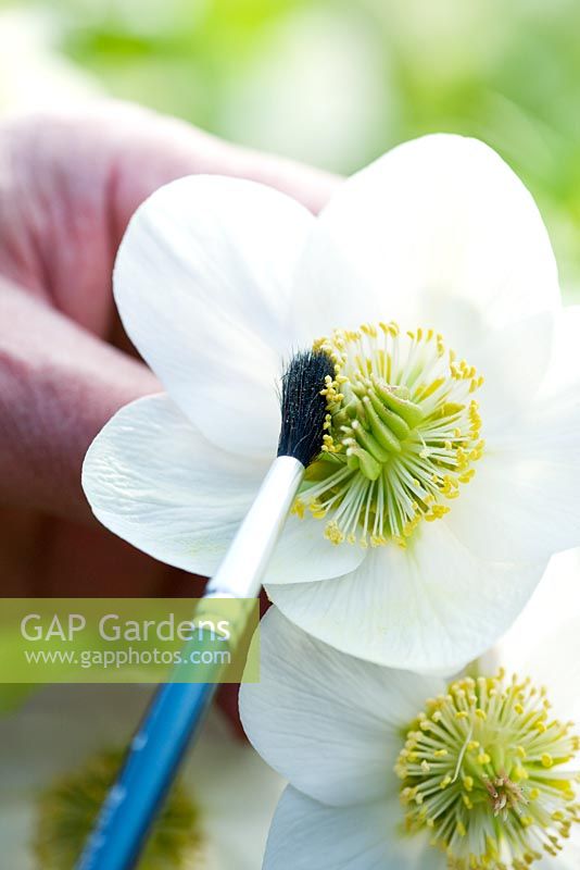 Harvington hellebores: Hellebore pollination - extracting pollen with a paint brush