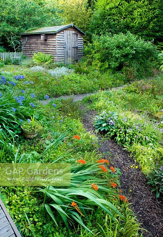Path leading to wooden shed with crocosmias and agapanthus. Moors meadow garden and nursery, Herefordshire