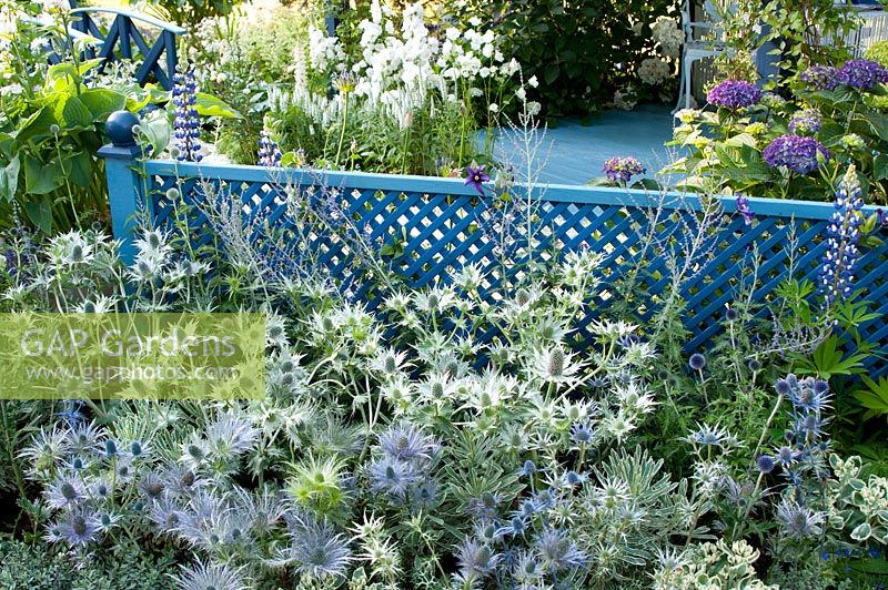 Blue painted trellis with seating area and planted with Lupinus, Eryngium xzabelii 'Jos Eijking' Eryngium gigantium Silver Ghost, Hydrangea, Hosta and Perovskia in the Willow Pattern garden 