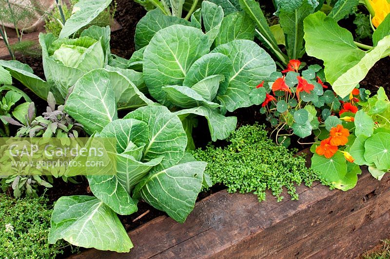 Raised wooden vegetable bed with Cabbage 'Golden Cross' Thymus and Nasturtium