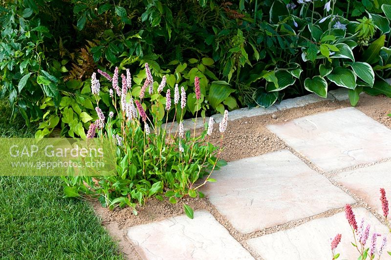 Detail of sandstone paving path with planting of Polygonum affine in The Precious Resources Garden at RHS Tatton Flower Show 2013